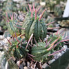 Euphorbia ferox