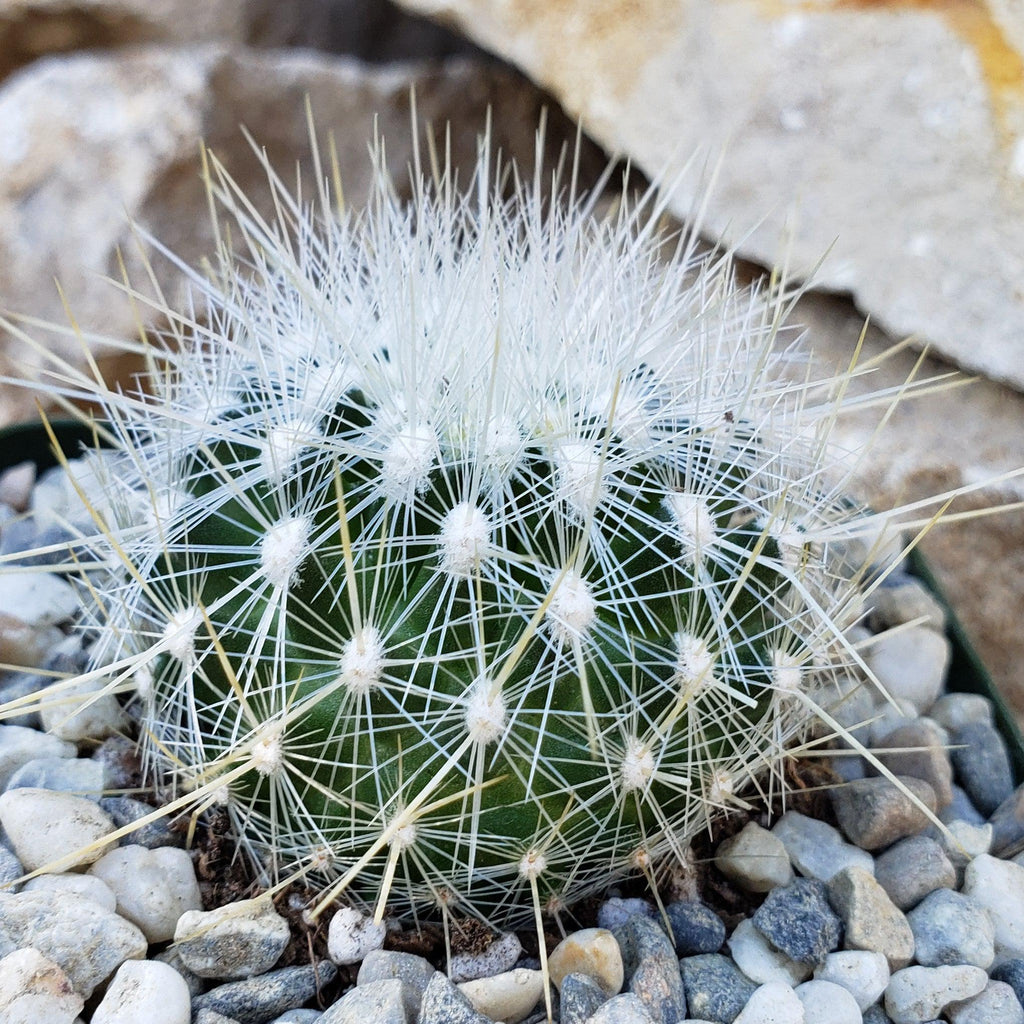 Thelocactus macdowellii