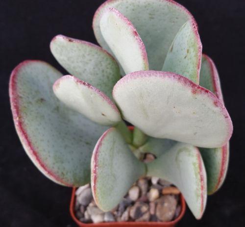 silver dollar jade succulent care Silver Dollar Plant 'Crassula arborescens'