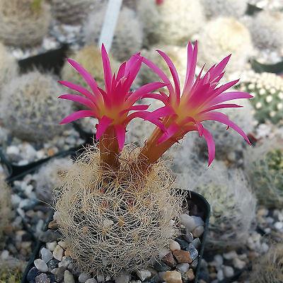 Neoporteria nidus senilis