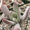 Cotyledon white sprite