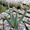 Aloe dichotoma