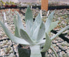 Giant Chalk Dudleya ‘Dudleya brittonii’