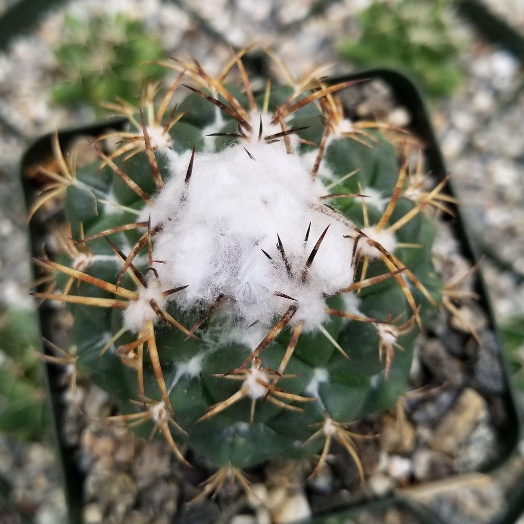 Coryphanta greenwoodii