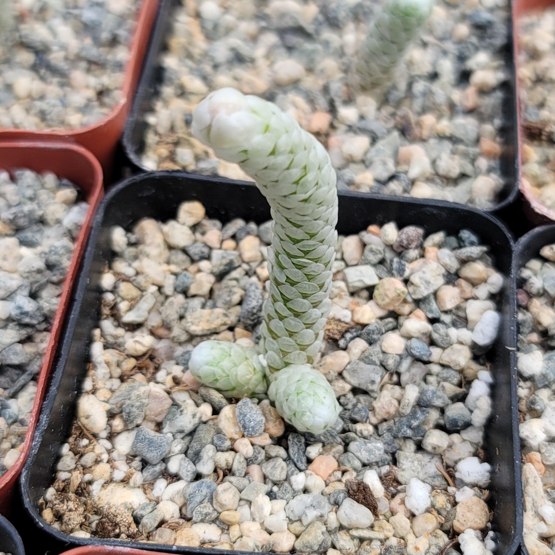 avonia succulent Avonia papyracea namaensis