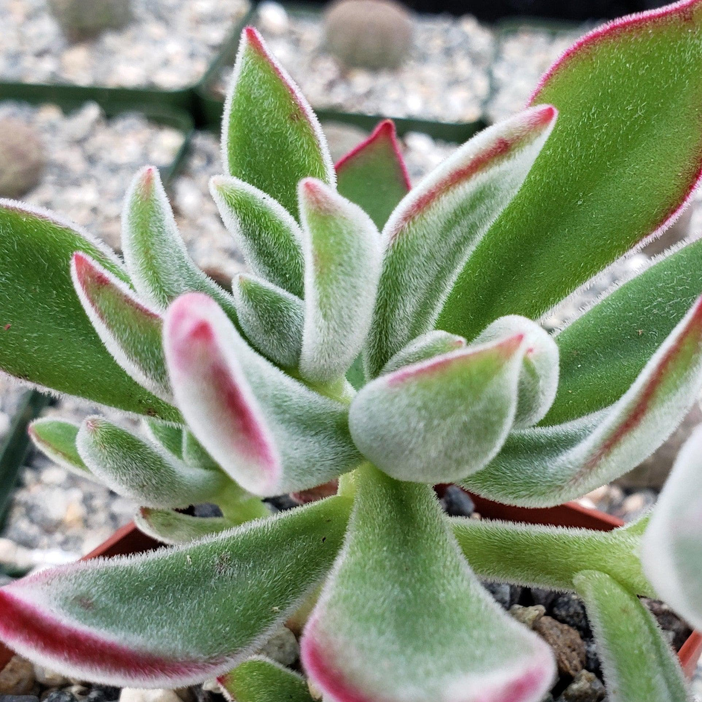 ruby plants succulents Ruby Slipper Succulent ‘Echeveria harmsii’ 2" Pot