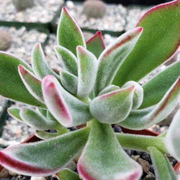 echeveria red velvet succulent Shop 'Echeveria harmsii – Ruby Slipper Succulent' Care and Info