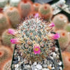 Mammillaria microhelia