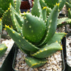 Aloe Distans