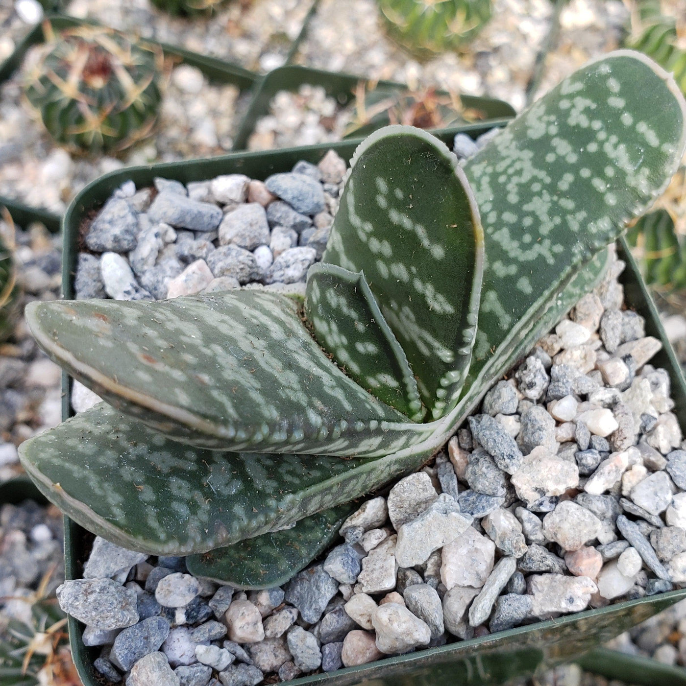 Gasteria bicolor liliputana