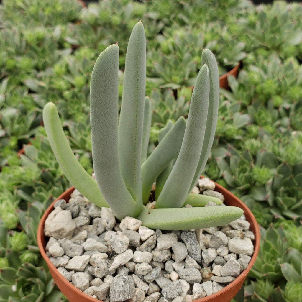 Carpet Weed - Cheiridopsis denticulata