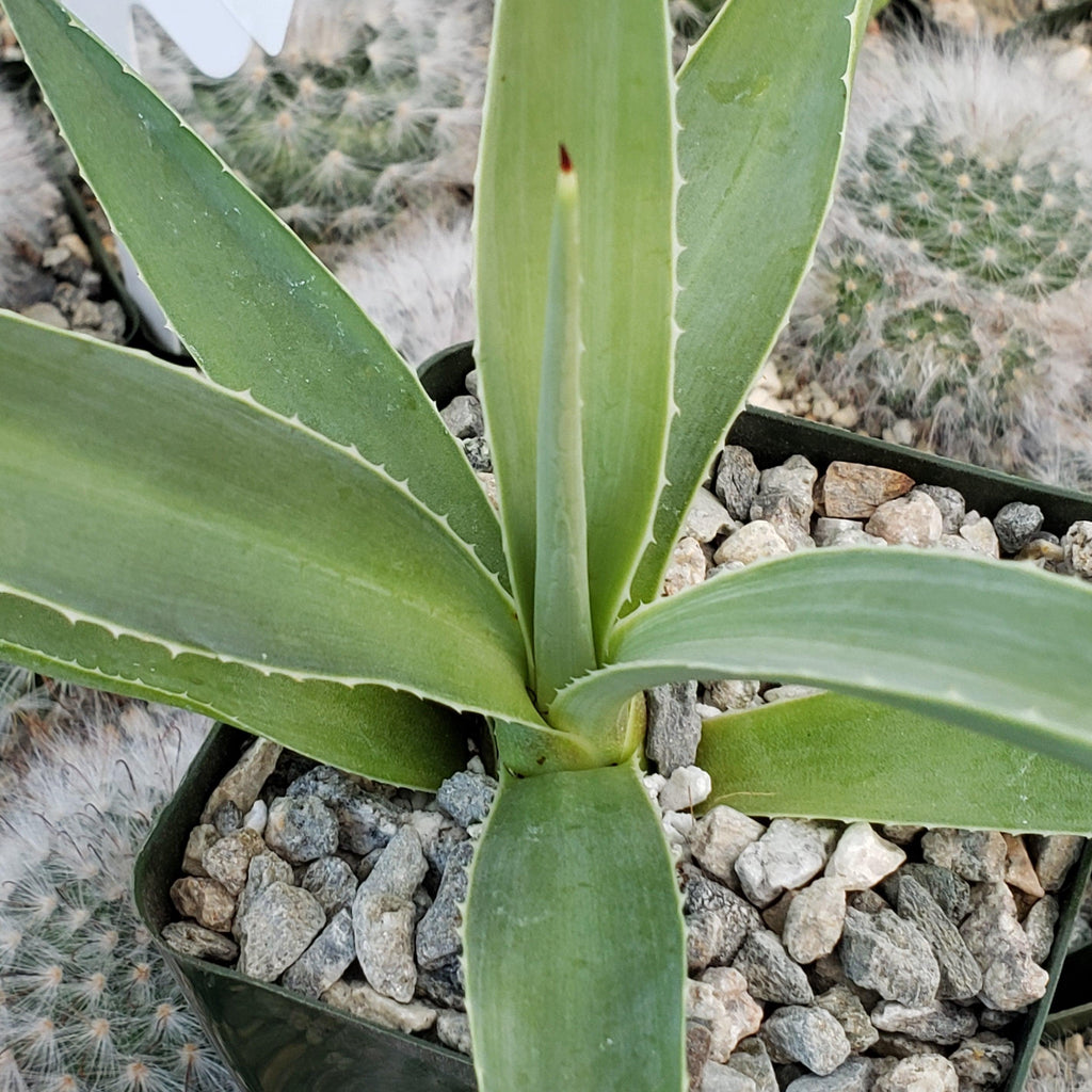 Agave angustifolia