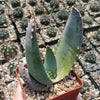 Aloe comptonii