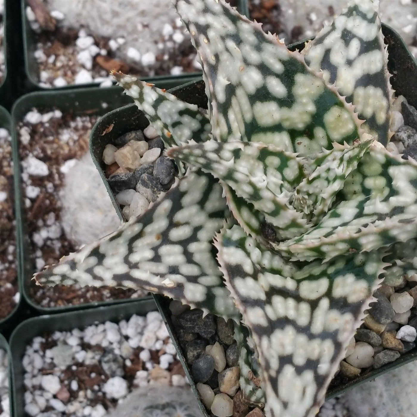 white spotted aloe vera plant Purchase Aloe White Storm Compact Succulent