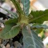 Dorstenia lancifolia