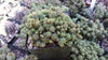 Euphorbia monstrose