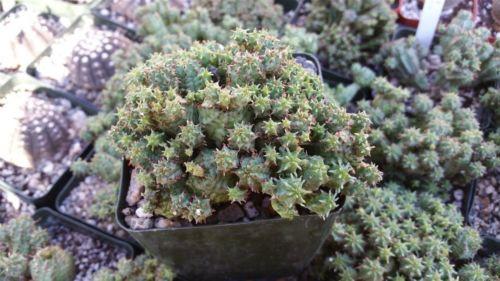 euphorbia monstrose succulent Euphorbia monstrose 4" Pot