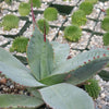 Agave parryi huachucensis