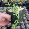 String of Fishhook Plant - Senecio Radicans &