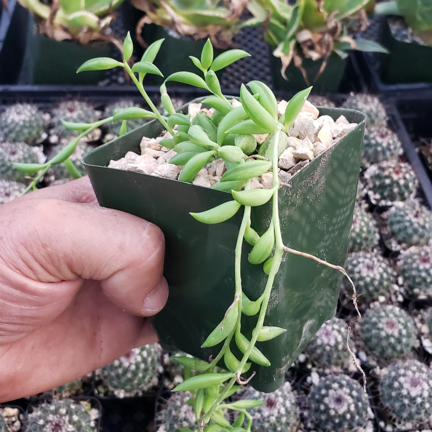hanging fish hook plant Shop 'String of Fishhook Plant - Senecio radicans glauca' Care and Growing Guide