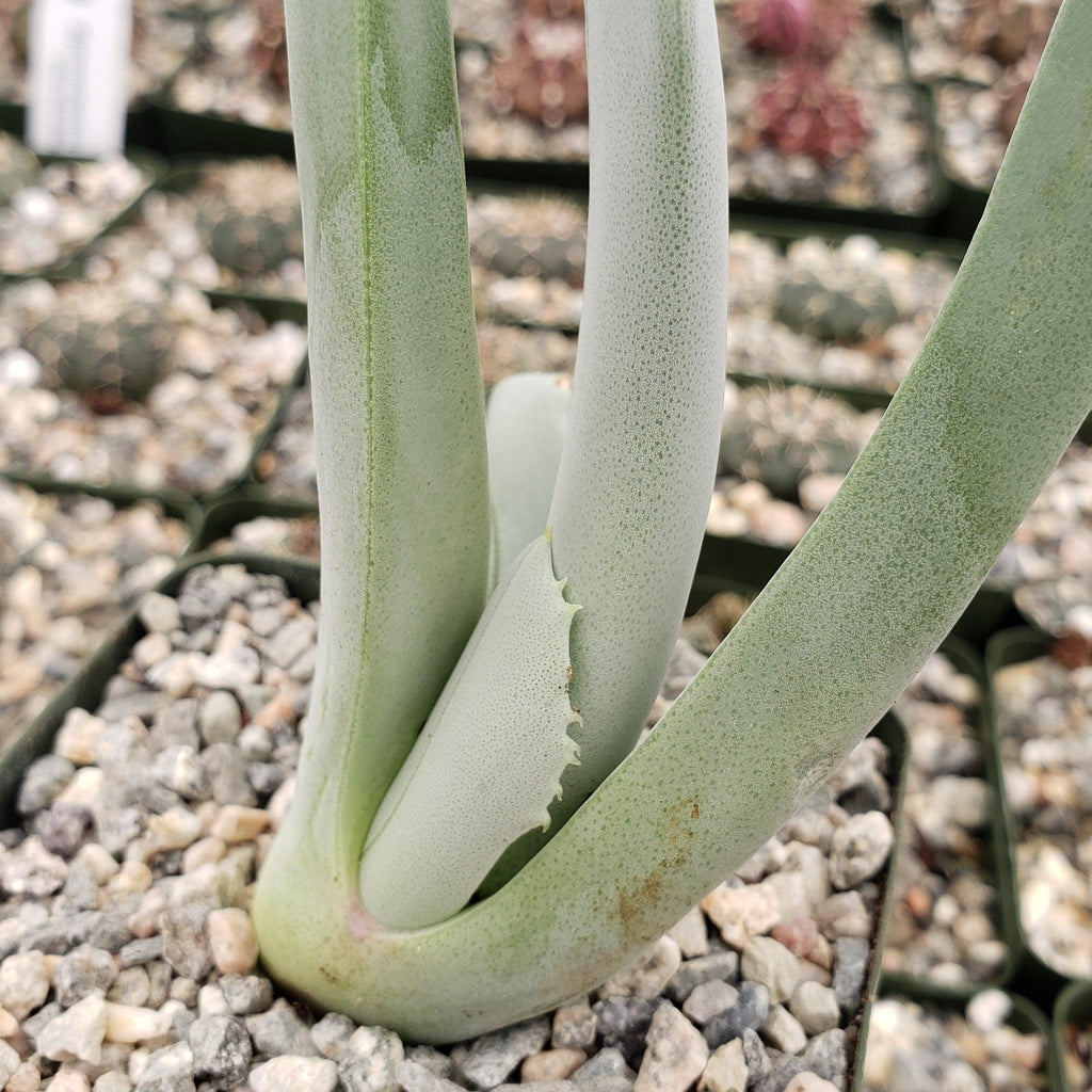 Cheiridopsis cigarettifera