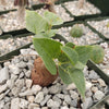 Elephant’s Foot Succulent - Dioscorea elephantipes