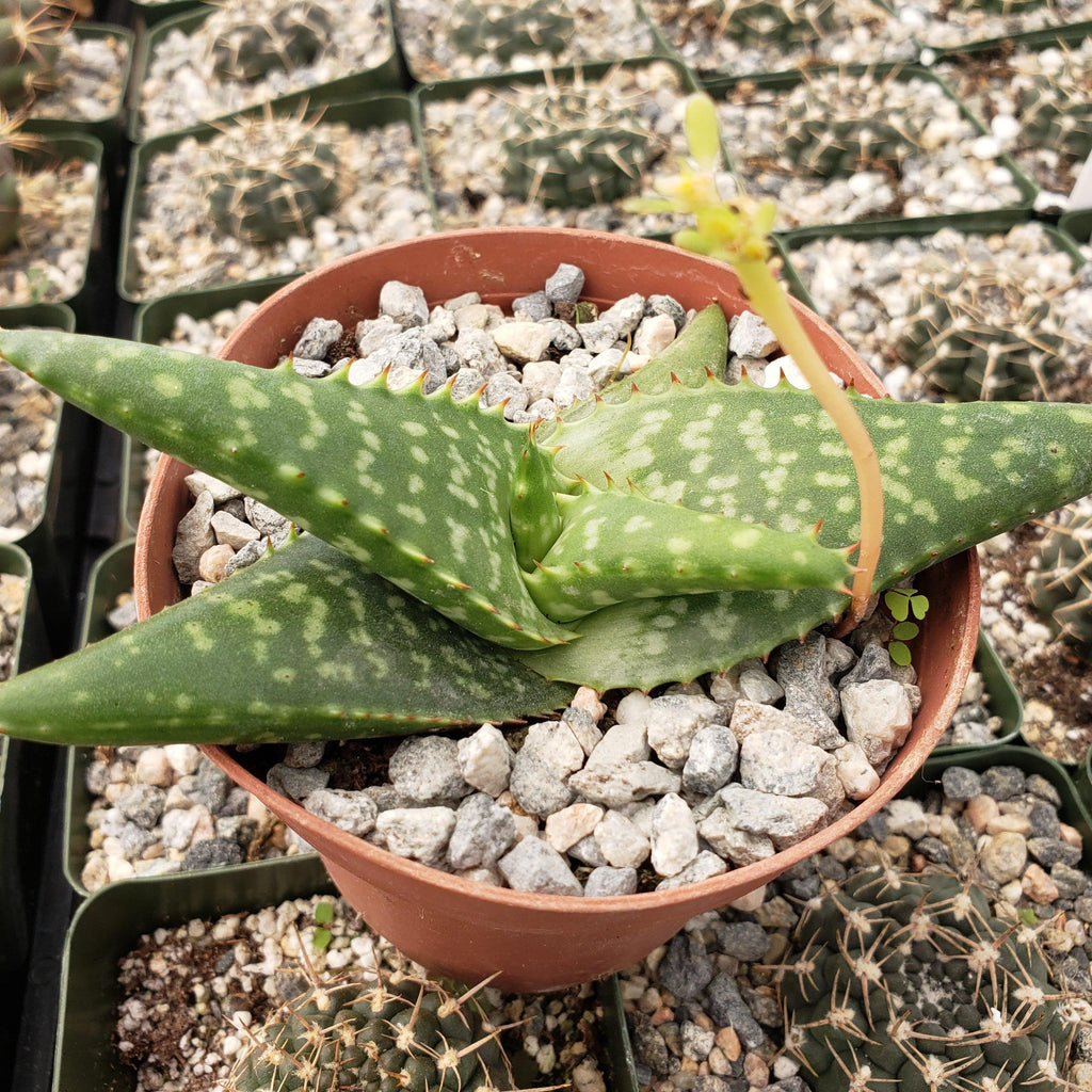 Aloe greatheadii davyana