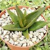 Aloe Black Gem – Alworthia Black Gem