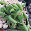 String of Fishhook Plant - Senecio Radicans &