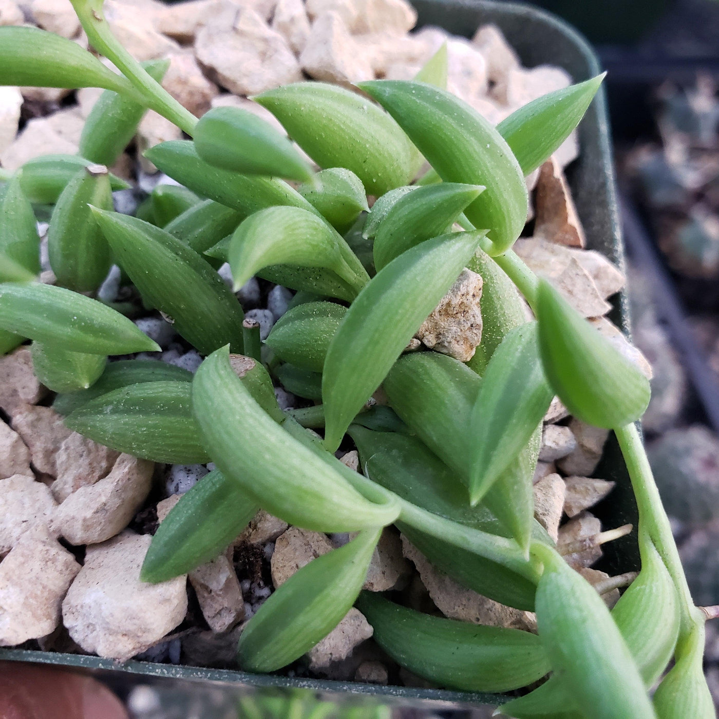 fish hook succulent propagation Shop 'String of Fishhook Plant - Senecio radicans glauca' Care and Growing Guide