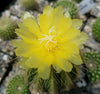 Notocactus warasii