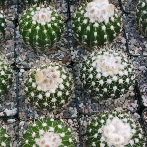 Wigginsia leprosorum