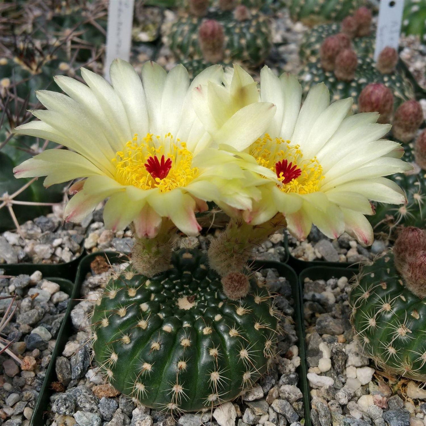 types of cactus with yellow flowers Notocactus Concinnus | Beginner-Friendly Plant