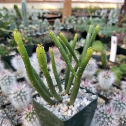 Euphorbia leucodendron