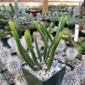 shrub succulents Euphorbia leucodendron 4" Pot