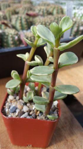 Rainbow Bush - Portulacaria afra variegata