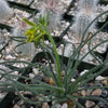 Albuca namaquensis