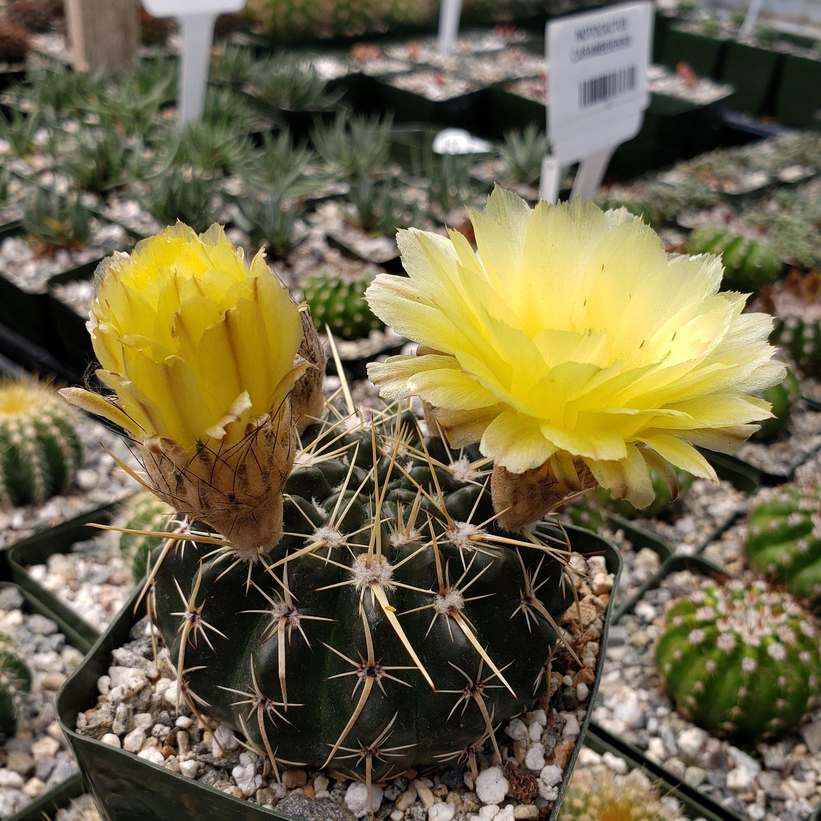 Notocactus tureczekianus