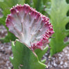 Grafted Euphorbia lactea crest