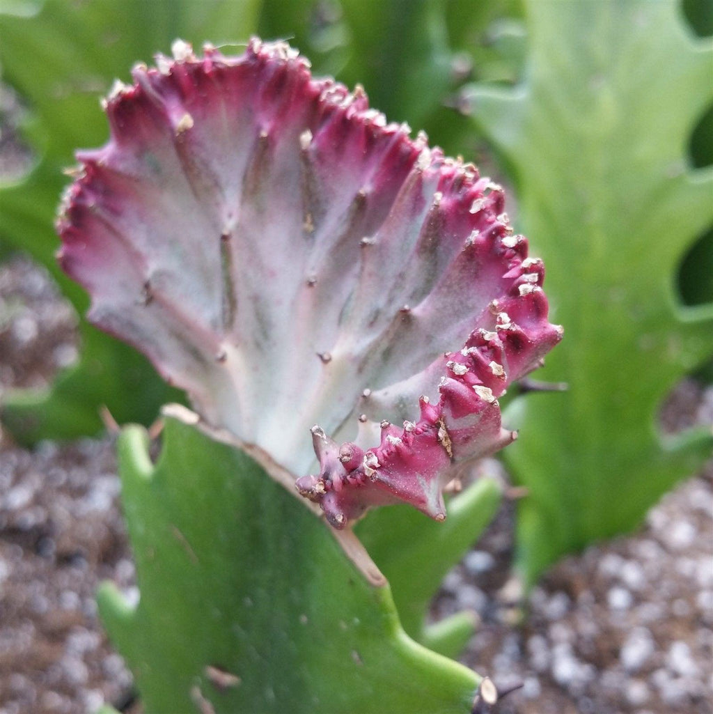 Grafted Euphorbia lactea crest
