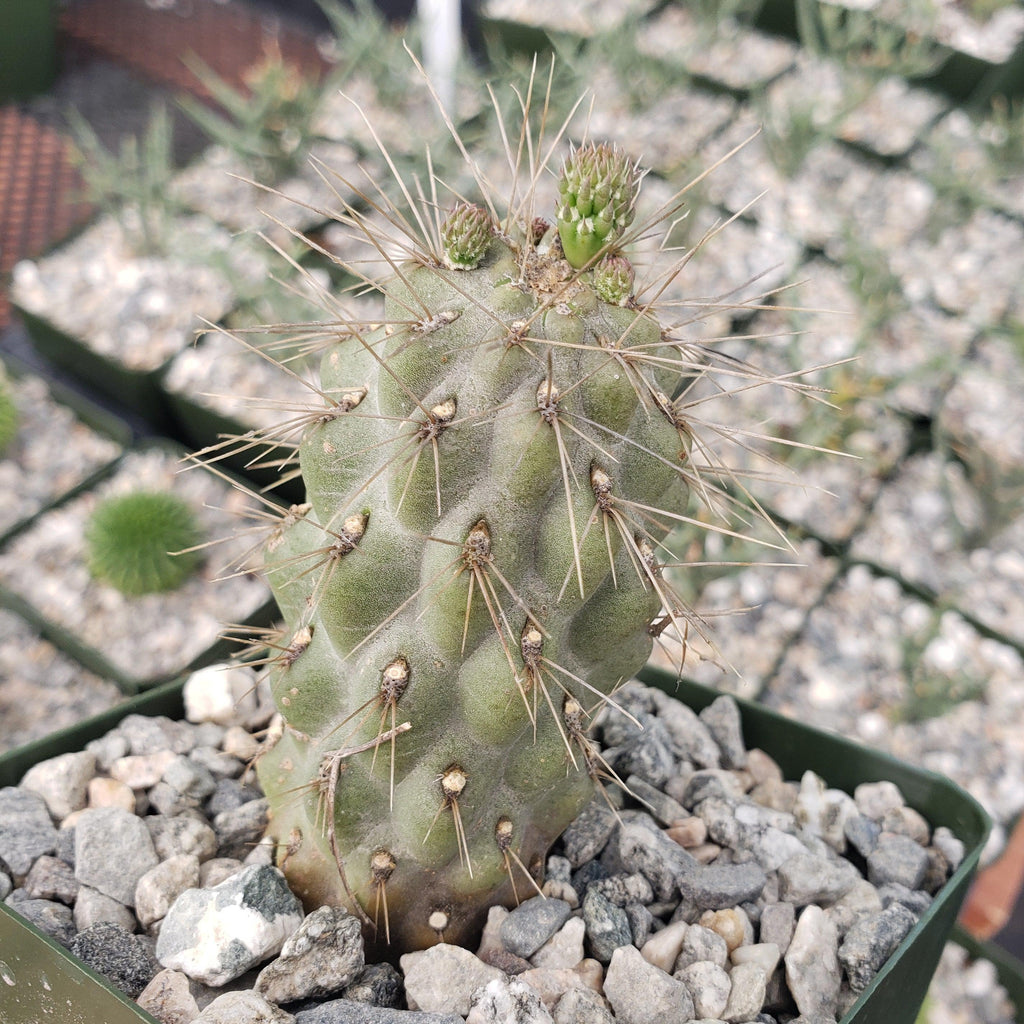 Opuntia fulgida boxing glove cactus