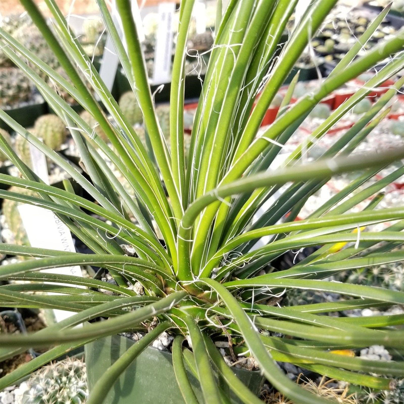 Agave geminiflora Large