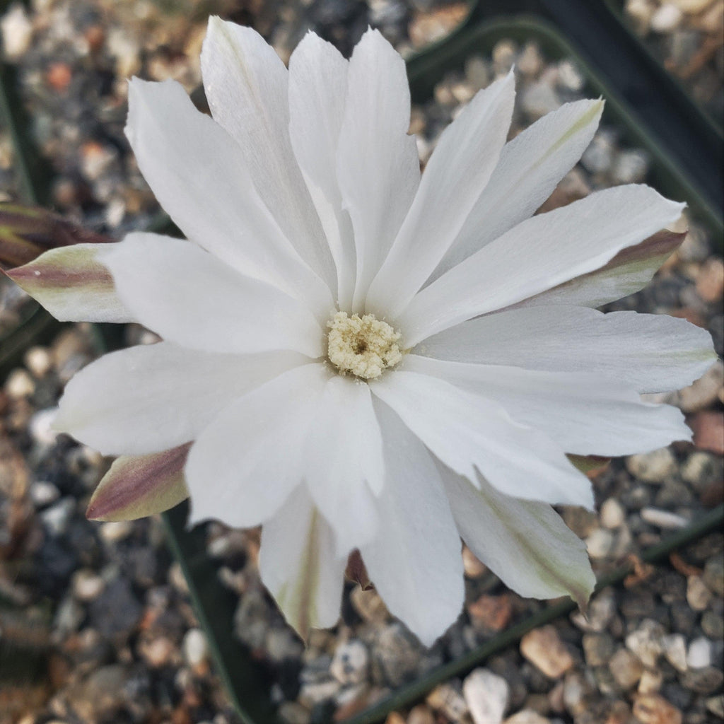 Pygmaeocereus bylesianus