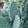 Opuntia engelmannii Pad cutting