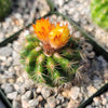 Parodia tredecimcostata