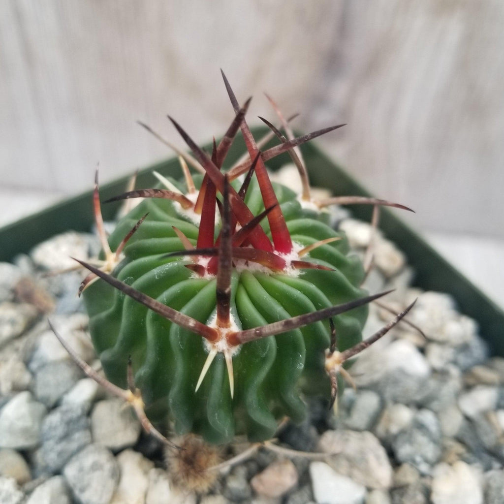 Echinofossulocactus Ri8