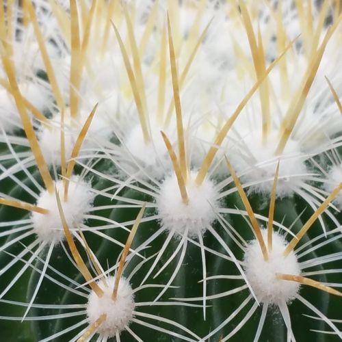Echinofossulocactus albatus