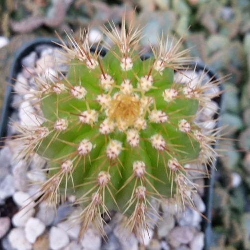 Golden Torch Cactus - Trichocereus spachianus
