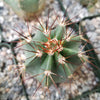 Echinocereus ochoterenae