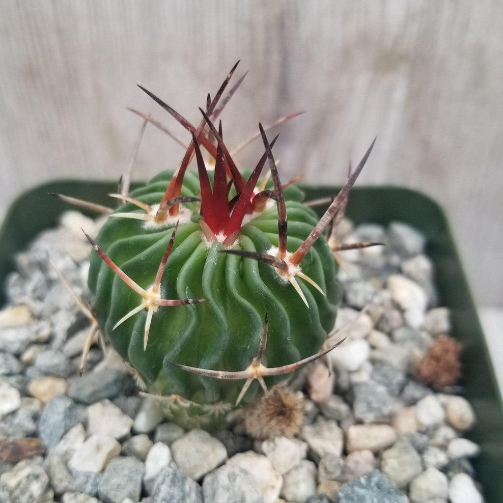 Echinofossulocactus Ri8